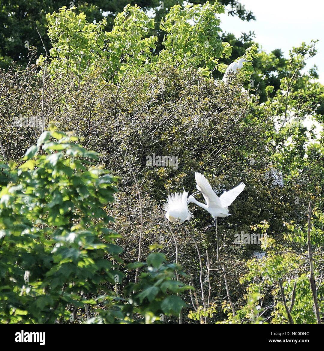 Havant, UK. 12th May, 2017. UK Weather: Sunny in Havant. Langstone Rd, Havant. 12th May 2017. Sunny intervals over the south coast today. A little egret feeding her chick at a nature reserve in Havant. Credit: jamesjagger/StockimoNews/Alamy Live News Stock Photo