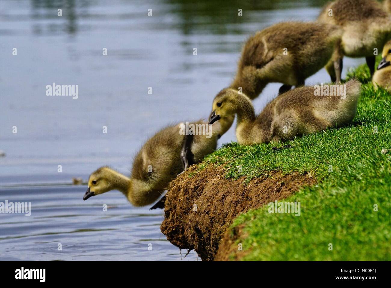 Godalming, UK. 22nd May, 2017. UK Weather Goslings cooling off in