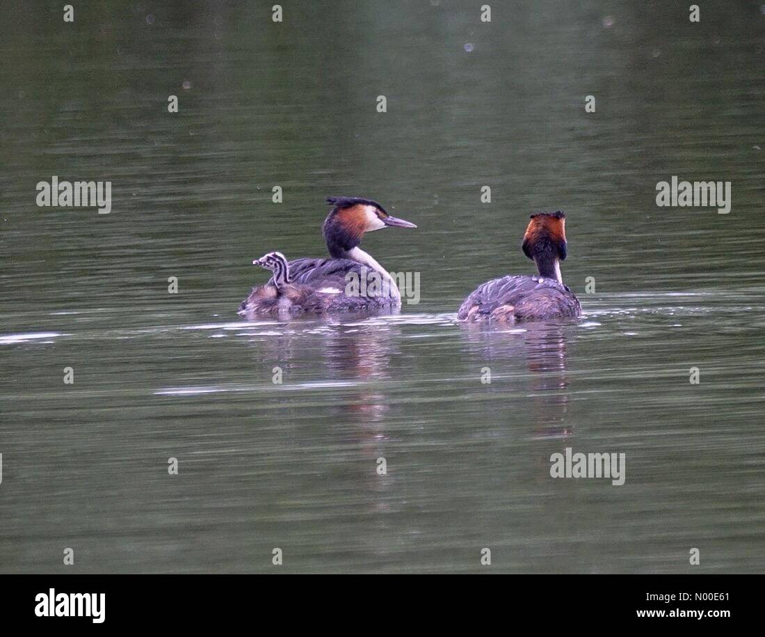 Godalming, UK. 23rd May, 2017. UK Weather: Grebes in Godalming. Summers Rd, Godalming. 23rd May 2017. High pressure conditions brought warm and dry weather to the Home Counties today. A pair of grebes with babies in Godalming. Credit: jamesjagger / StockimoNews/Alamy Live News Stock Photo