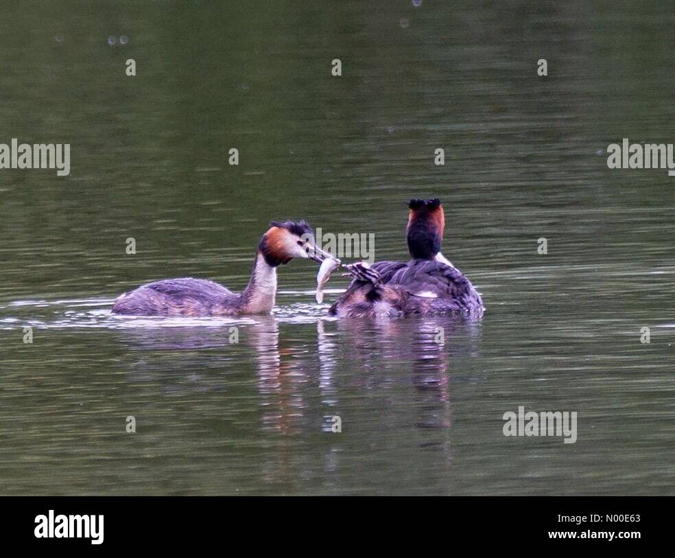 Godalming, UK. 23rd May, 2017. UK Weather: Grebes in Godalming. Summers Rd, Godalming. 23rd May 2017. High pressure conditions brought warm and dry weather to the Home Counties today. A pair of grebes with babies in Godalming. Credit: jamesjagger / StockimoNews/Alamy Live News Stock Photo