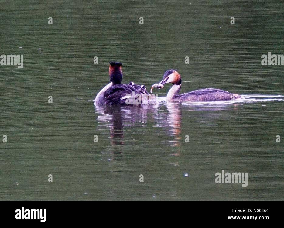 Godalming, UK. 23rd May, 2017. UK Weather: Grebes in Godalming. Summers Rd, Godalming. 23rd May 2017. High pressure conditions brought warm and dry weather to the Home Counties today. A pair of grebes with babies in Godalming. Credit: jamesjagger / StockimoNews/Alamy Live News Stock Photo