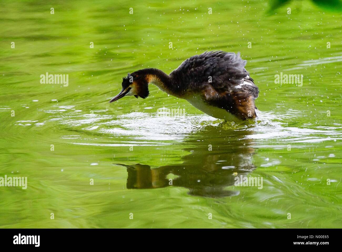 Godalming, UK. 23rd May, 2017. UK Weather: Grebes in Godalming. Summers Rd, Godalming. 23rd May 2017. High pressure conditions brought warm and dry weather to the Home Counties today. A pair of grebes with babies in Godalming. Credit: jamesjagger / StockimoNews/Alamy Live News Stock Photo