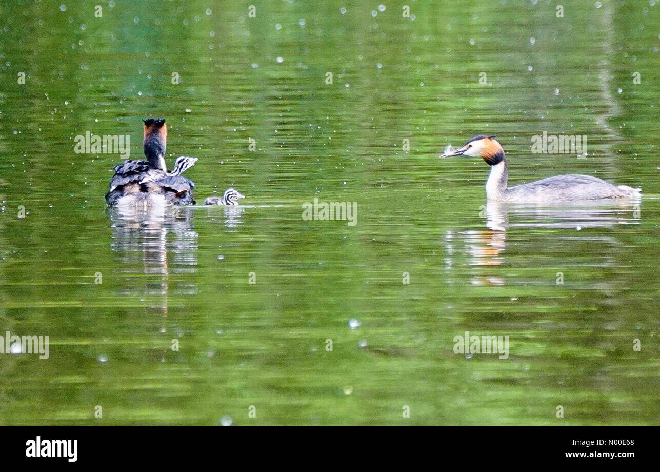 Godalming, UK. 23rd May, 2017. UK Weather: Grebes in Godalming. Summers Rd, Godalming. 23rd May 2017. High pressure conditions brought warm and dry weather to the Home Counties today. A pair of grebes with babies in Godalming. Credit: jamesjagger / StockimoNews/Alamy Live News Stock Photo