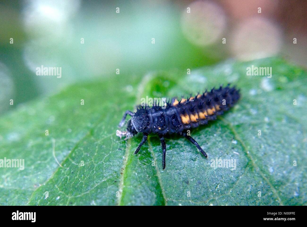 UK Weather, insects in Leeds. With another warm sunny day plenty of