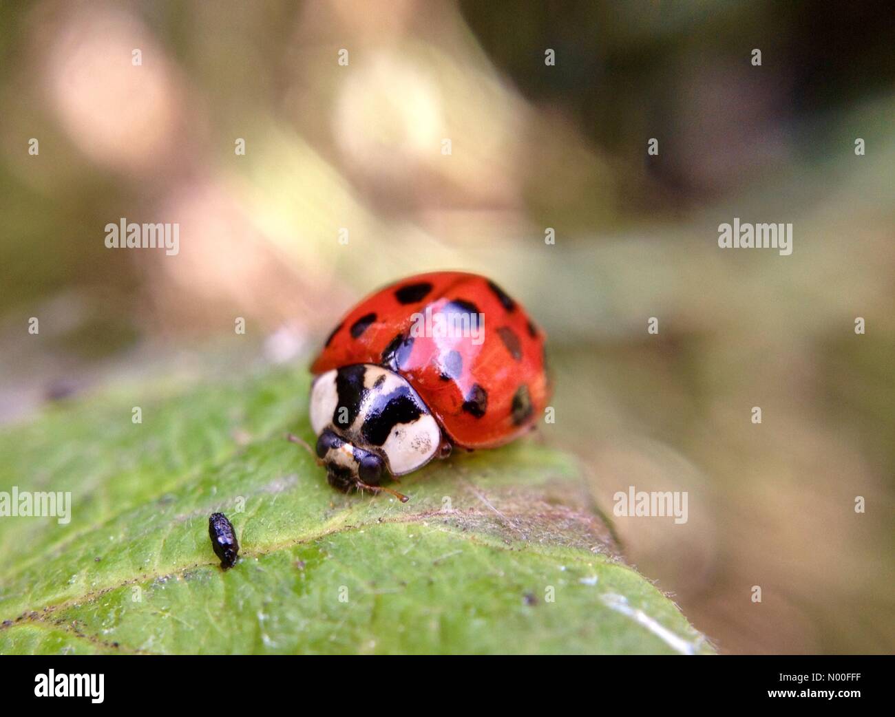 UK Weather, insects in Leeds. With another warm sunny day plenty of insects about. Ladybirds could be seen in all stages from early larva to adult. Taken on the 26th June 2017 in Leeds, Yorkshire. Stock Photo