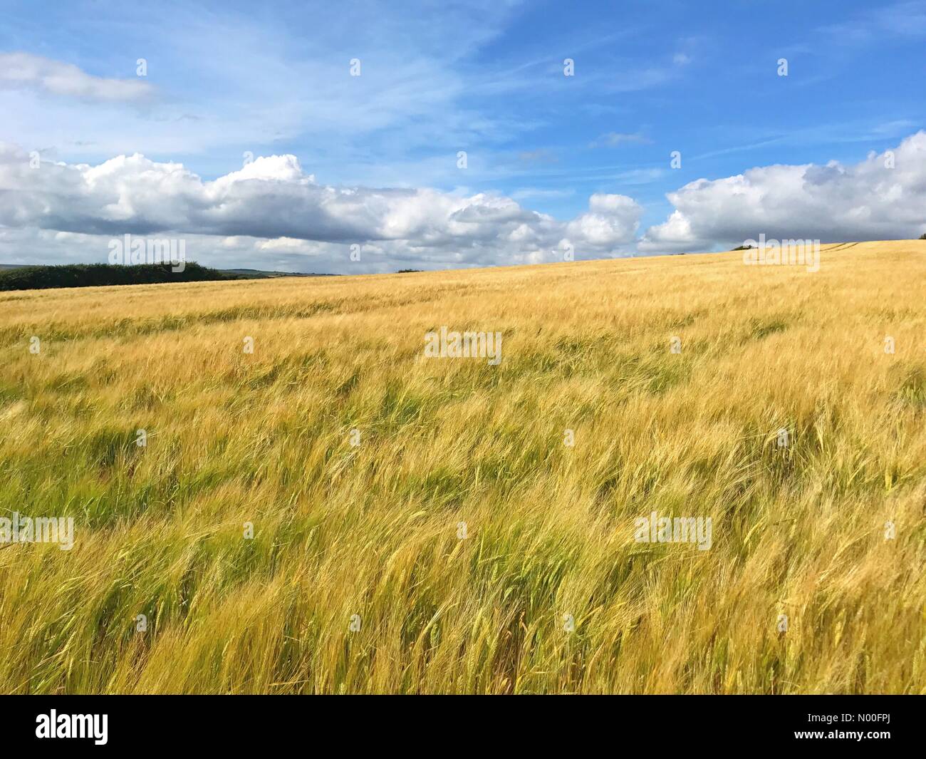 Chickerell hires stock photography and images Alamy