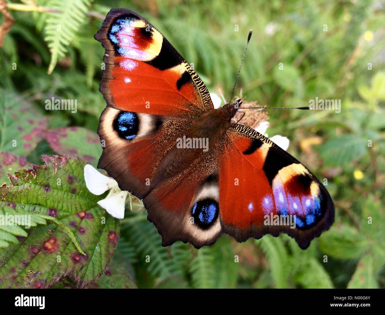 Common irish butterfly High Resolution Stock Photography and Images Alamy