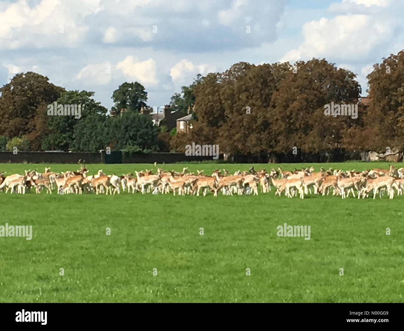 East Molesey, UK. 01st Sep, 2017. UK Weather: sunny day in London . A herd of Deer grazing under the sunshine in Hampton Court London Credit: amer ghazzal/StockimoNews/Alamy Live News Stock Photo