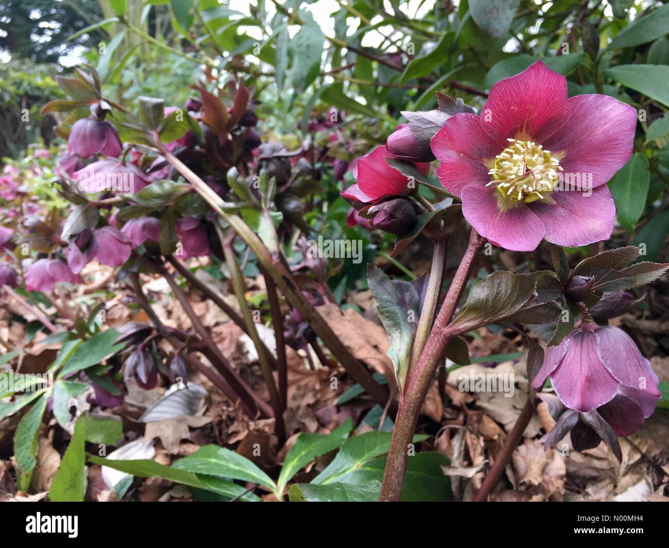 UK weather - 22nd March 2018 A cool overcast day at Roundhay Park in Leeds, Yorkshire. Even with overcast skies the hellebores were still looking beautiful. Stock Photo