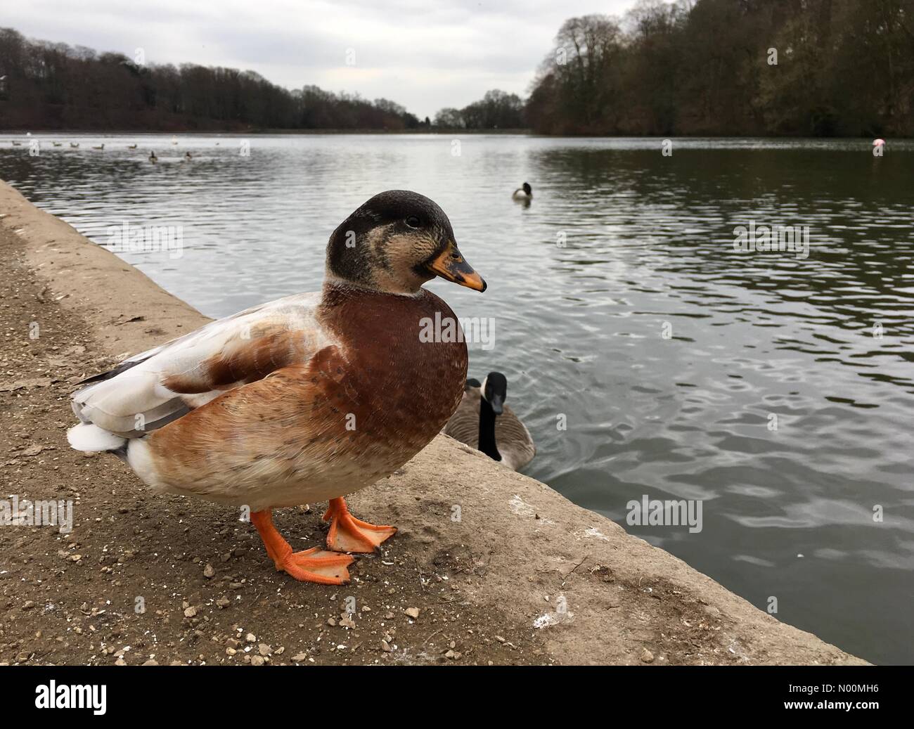 UK weather - 22nd March 2018 A cool overcast day at Roundhay Park in Leeds, Yorkshire. This duck was pondering whether the lake would be too cold or not. Stock Photo