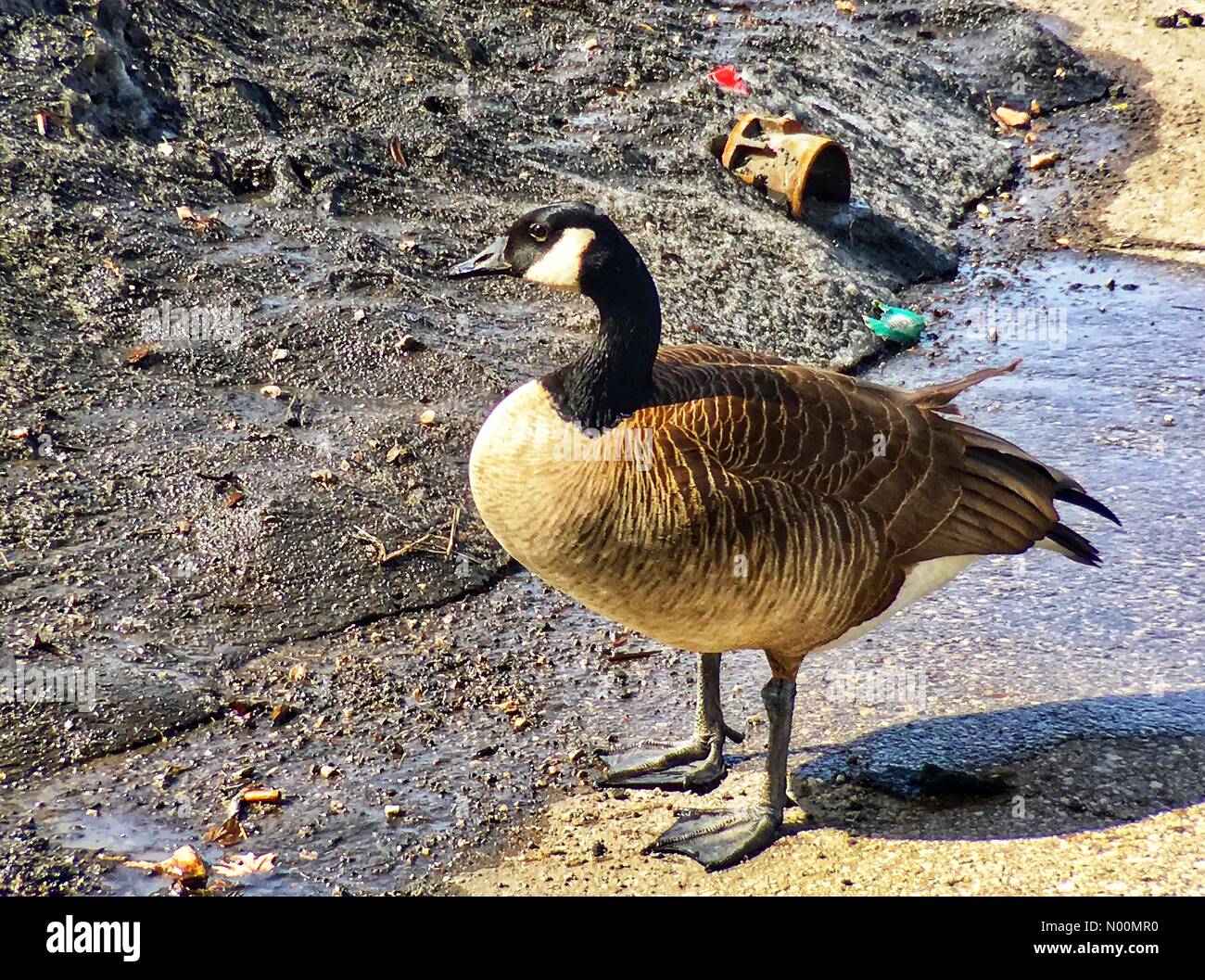 Canada goose queenstown 2018 hotsell