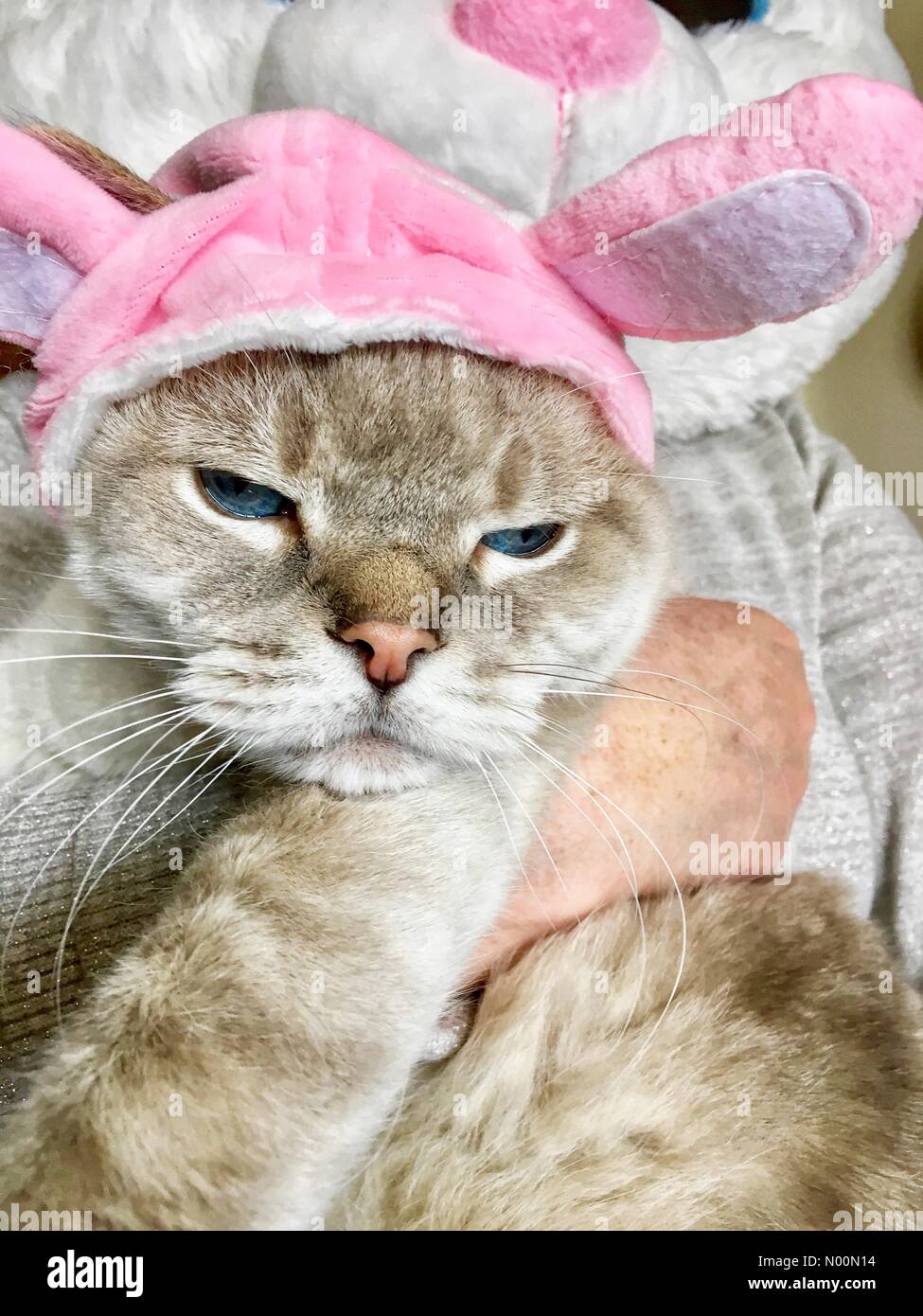 Cat in easter bunny costume hi res stock photography and images Alamy