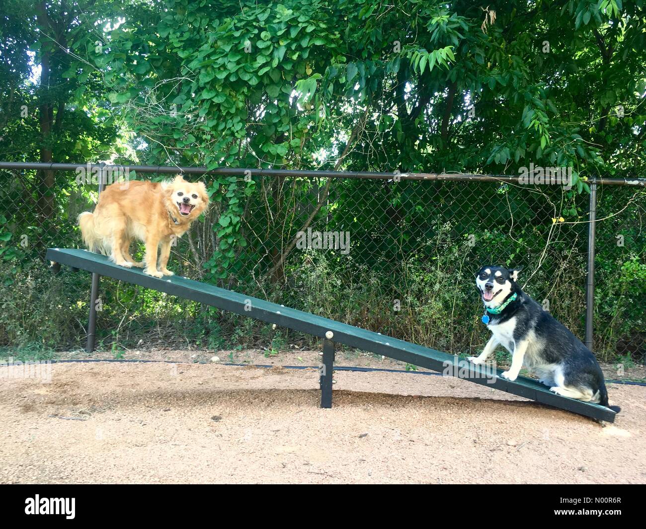 Austin Usa 12th June 18 Best Friends Jazz An 8 Year Old Chihuahua Mix And River A 2 Year Old Husky Mix Enjoying A Hot Afternoon At A Dog Park In Austin