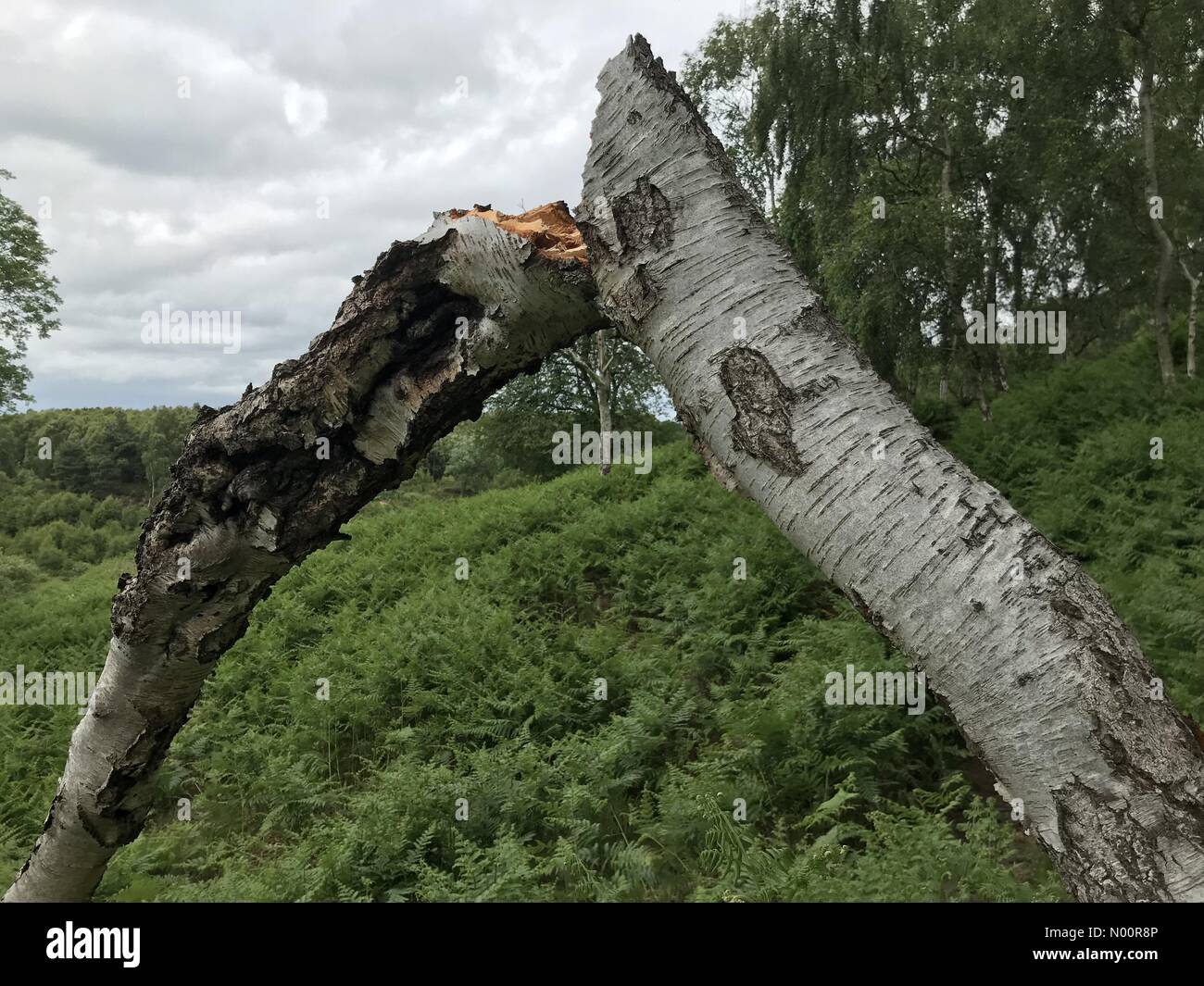 A recent spate of tree vandalism on Cannock Chase, Staffordshire. Tree has been snapped. Damage occurred Friday 15th June Stock Photo