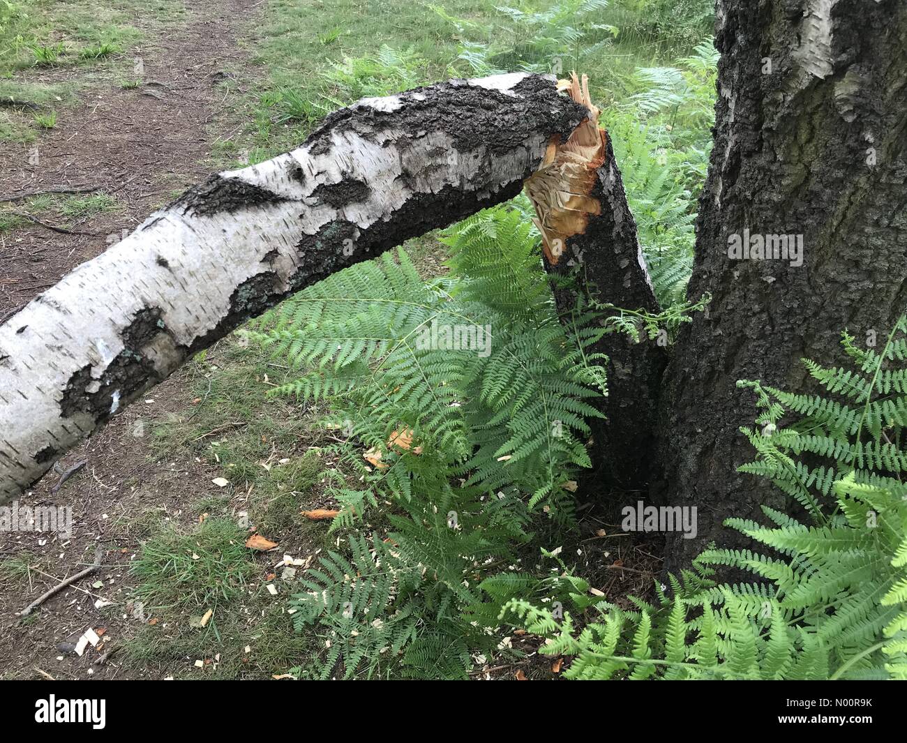 Cut By Axe High Resolution Stock Photography and Images - Alamy