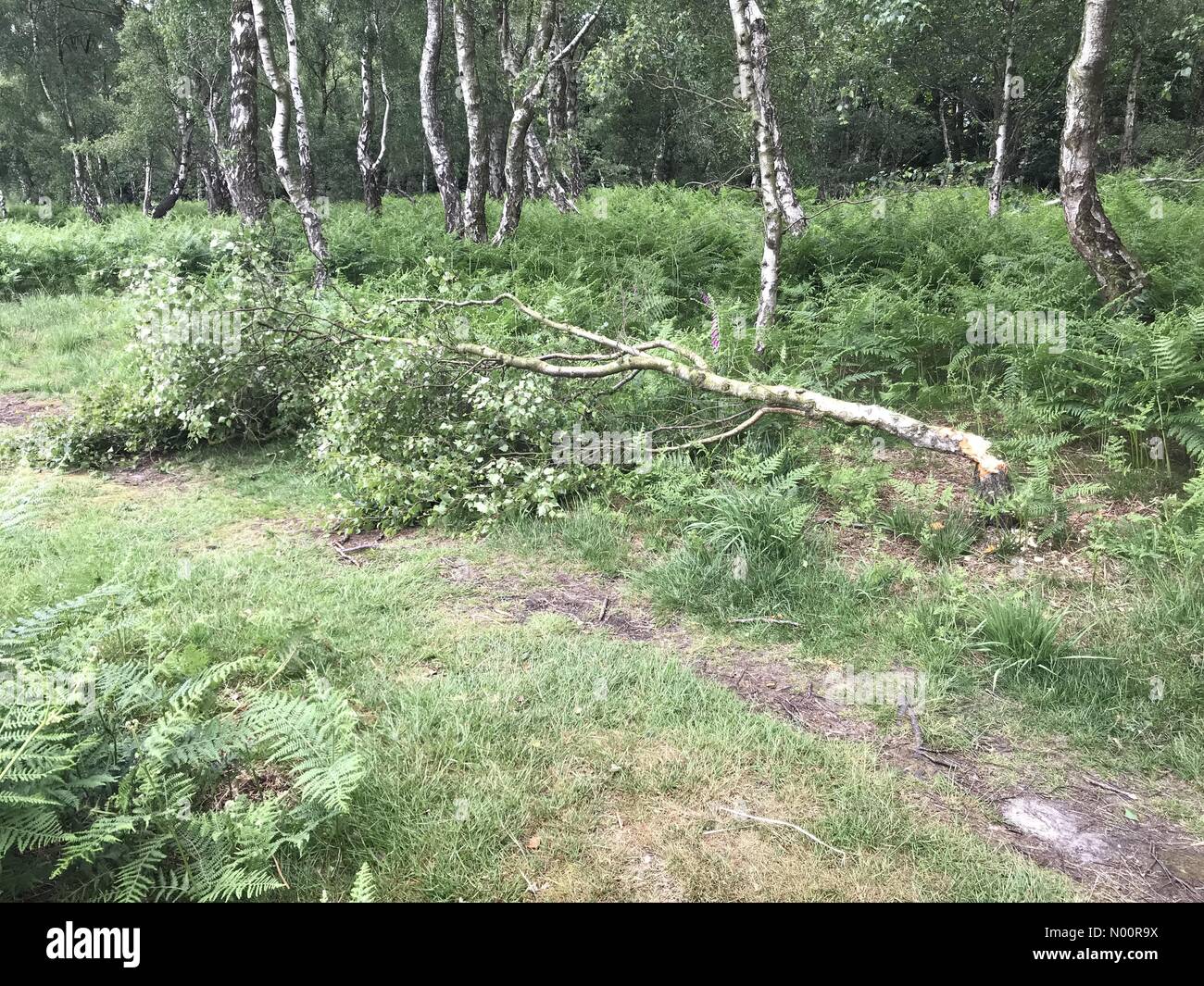 A recent spate of tree vandalism near Kingsley Wood Road, on Cannock ...