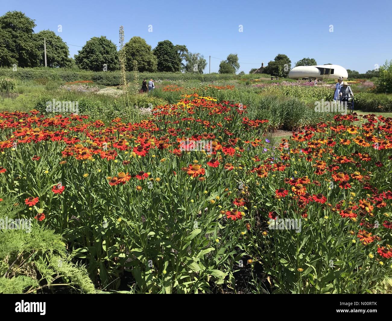 Somerset, UK, 30 June 2018. Somerset, England, 30 June 2018. UK Weather : The heatwave continues as people enjoy the vibrant colours and sizzling sunshine in Oudolf Field, designed by Piet Oudolf, Hauser & Wirth, Bruton, Somerset, England Credit: Josie Elias/StockimoNews/Alamy Live News Stock Photo
