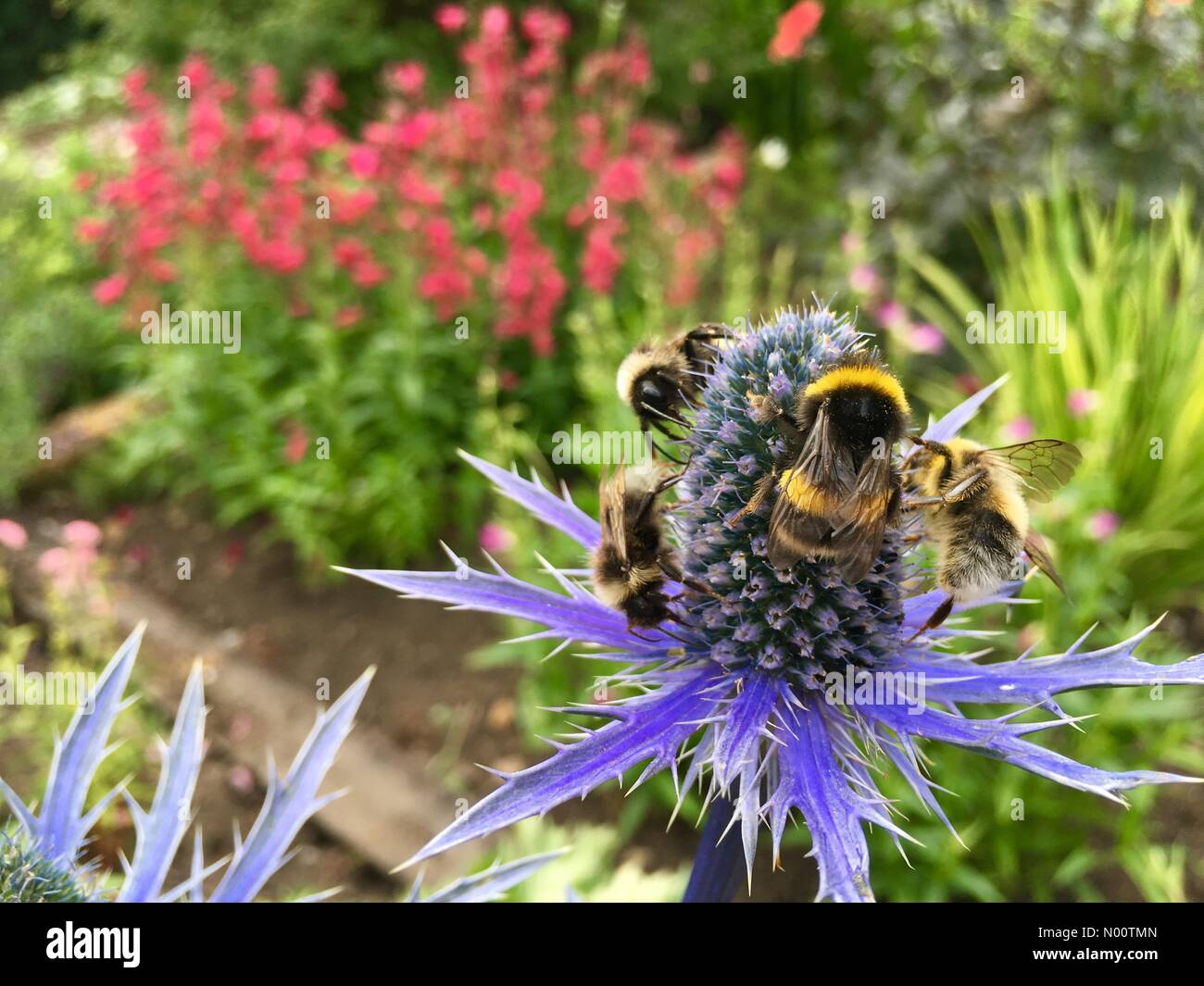 UK weather sunny day at Golden Acre Park in Leeds. 19th July 2018 Flowers were in full bloom at Golden Acre Park, these bees were pollinating a sea holly flower. Stock Photo
