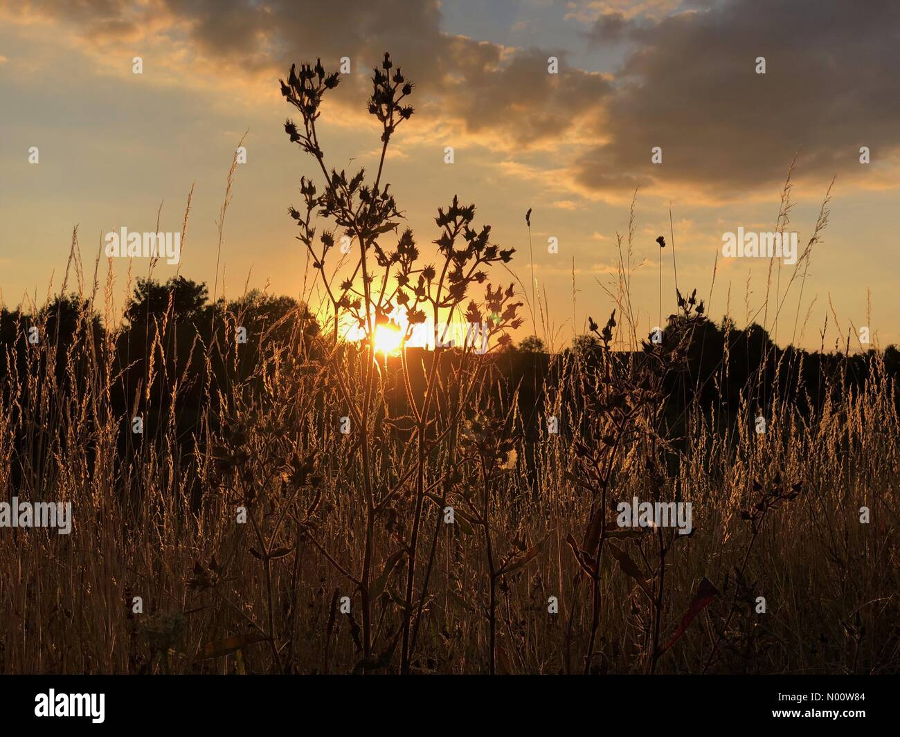 Silhouette grasses and wild flowers in front of setting summer sun Harlow Essex Stock Photo