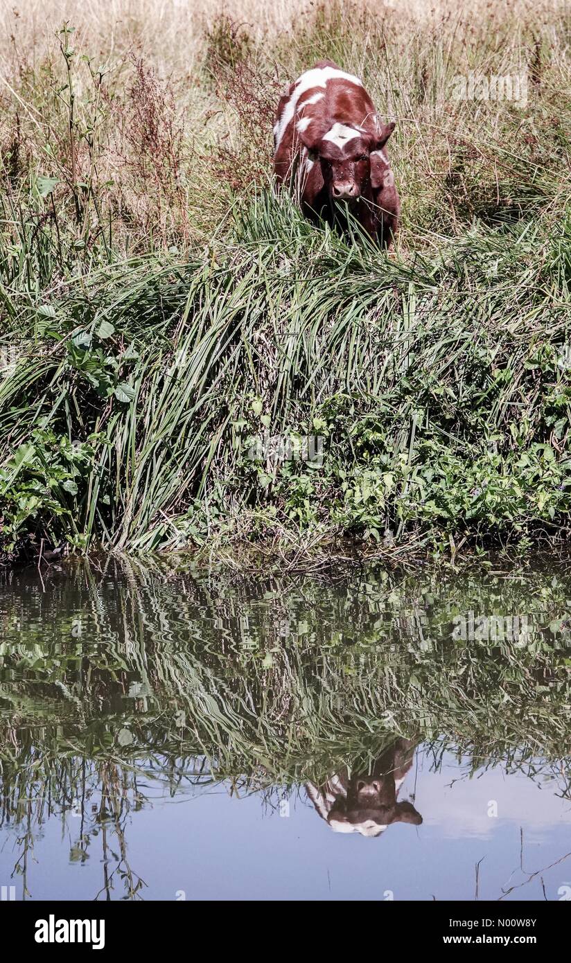 UK Weather: Hot and sunny in Godalming. The Burys, Godalming. 03rd August 2018. Heatwave conditions across the south east today. Sunny in Godalming, Surrey. Credit: jamesjagger/StockimoNews/Alamy Live News Stock Photo