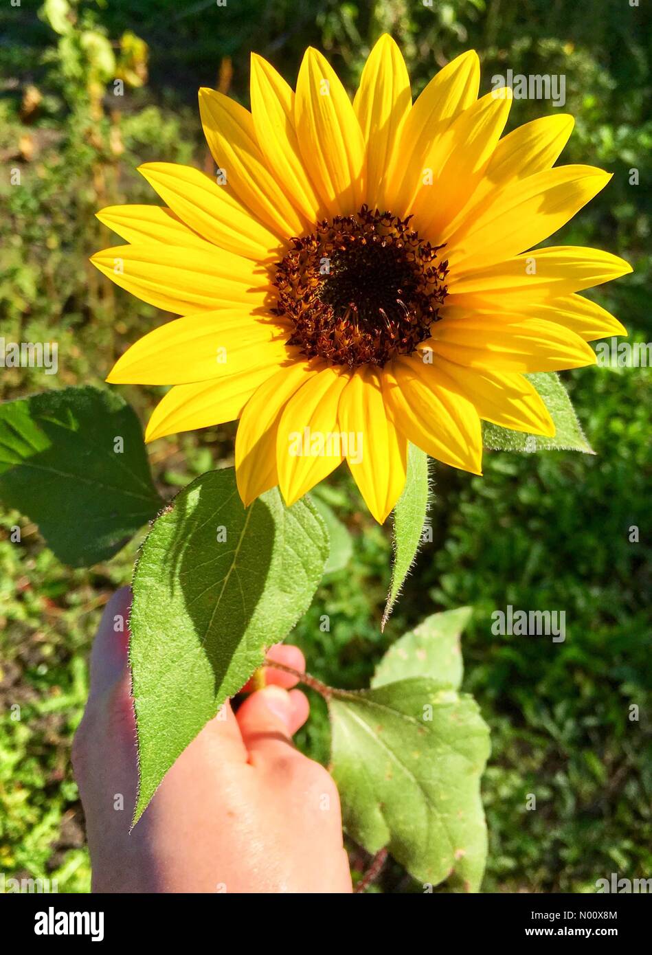 Almay hi-res stock photography and images - Alamy