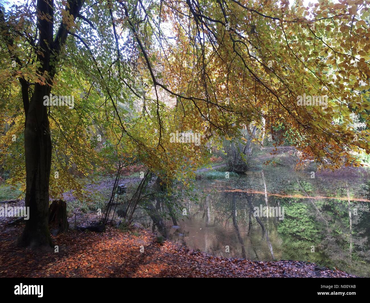 Ampleforth, North Yorkshire, UK. 29th Oct, 2018. UK Weather - autumnal tints in the woods near Ampleforth North Yorkshire - beautiful crisp day for walking and cycling despite cold weather Credit: PennPix/Matt Pennington/StockimoNews/Alamy Live News Stock Photo