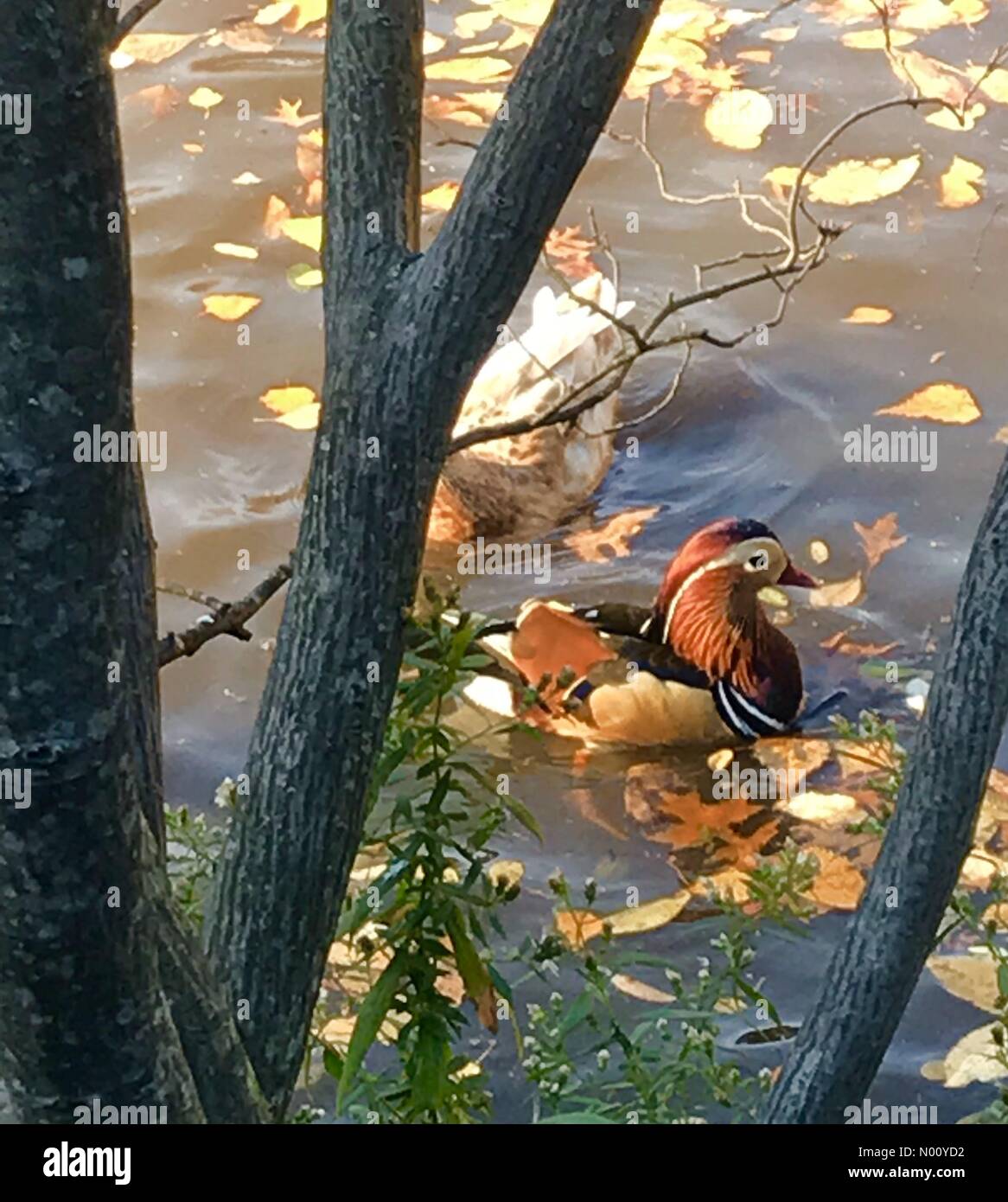 New York, New York, USA. 4th Nov, 2018. The Mandarin Duck of Central Park in New York. Worldwide celebrity as his origin is a mystery. Mobs of people and photographers trying to capture his image. Credit: Yvonne M. Conde/StockimoNews/Alamy Live News Stock Photo