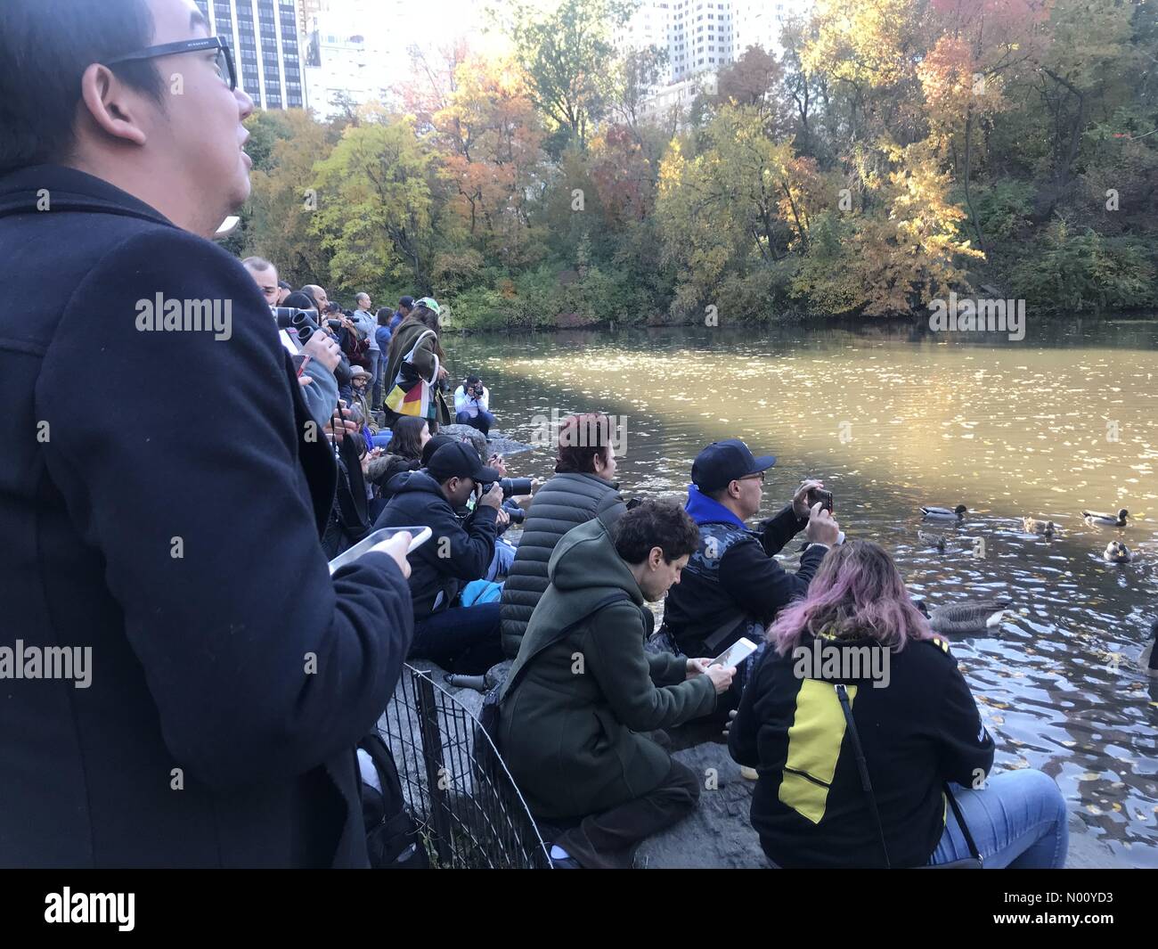 New York, New York, USA. 4th Nov, 2018. Mobs of people trying to photograph the mandarin duck at Central park pond Credit: Yvonne M. Conde/StockimoNews/Alamy Live News Stock Photo