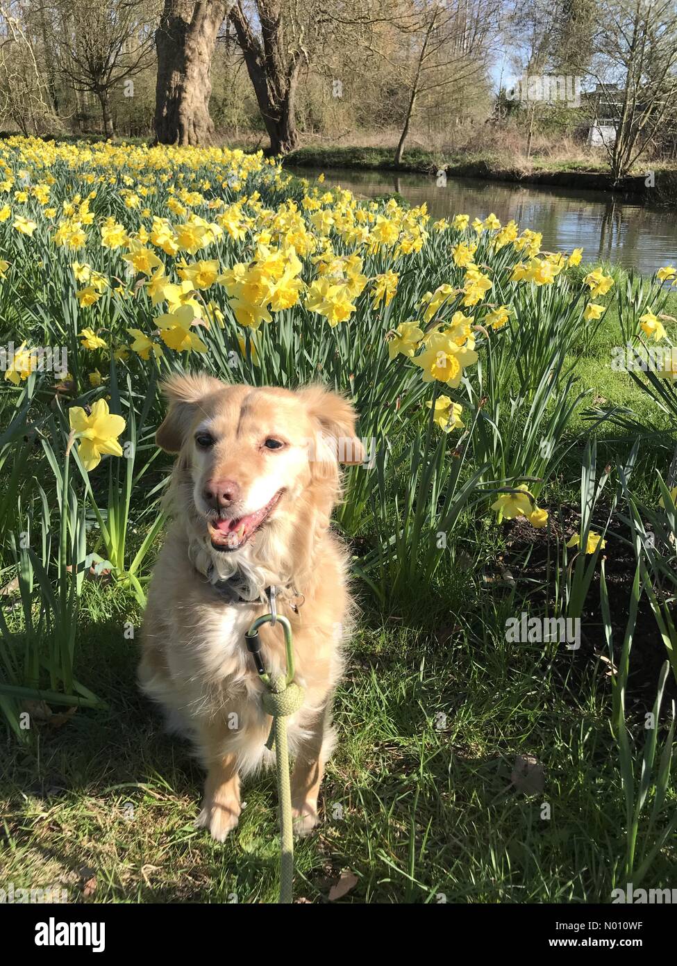 Oxford, UK. 24th Mar 2019. UK Weather. A mixed breed dog named Roxie enjoys the sunshine and cool breeze at the bottom end of Christ Church Meadow, Oxford, UK. Daffodils in abundance is a sign that spring is finally here. Credit: Sidney Bruere/StockimoNews/Alamy Live News Stock Photo