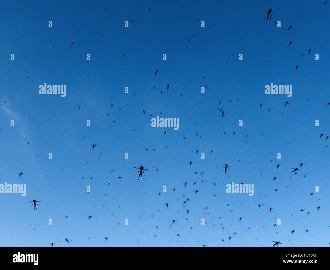 Midges and small insects in flight with warm sunny weather Cambridge, UK 28 March 2019 Stock Photo