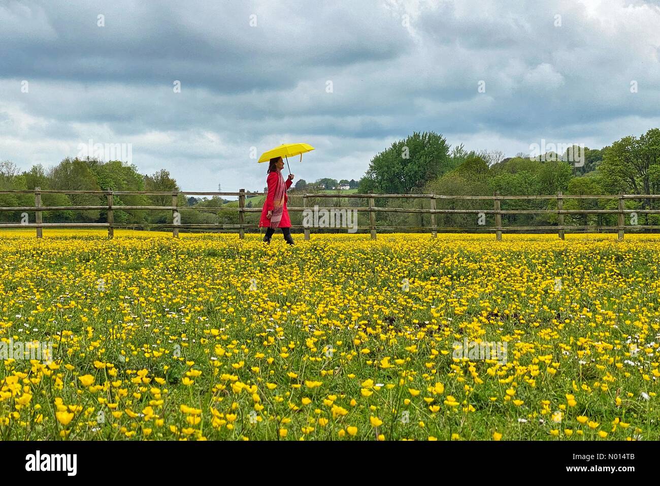 Devon, UK. May 14 2021: UK Weather: Colourful bright yellow field of buttercups in an overcast field in Alphington, Devon. Pictured: Raich Keene Credit: nidpor/StockimoNews/Alamy Live News Stock Photo