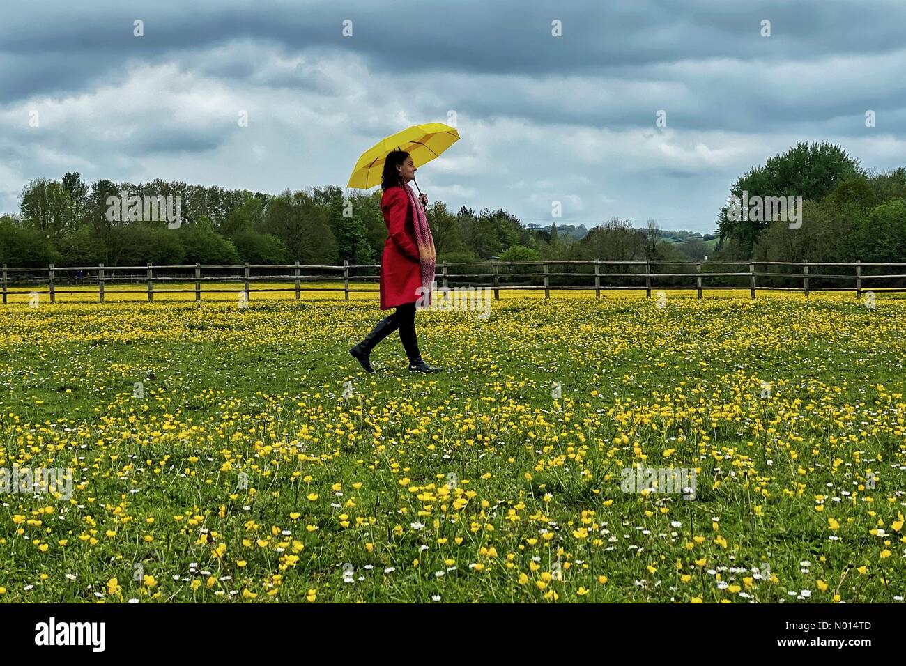 Devon, UK. May 14 2021: UK Weather: Colourful bright yellow field of buttercups in an overcast field in Alphington, Devon. Pictured: Raich Keene Credit: nidpor/StockimoNews/Alamy Live News Stock Photo