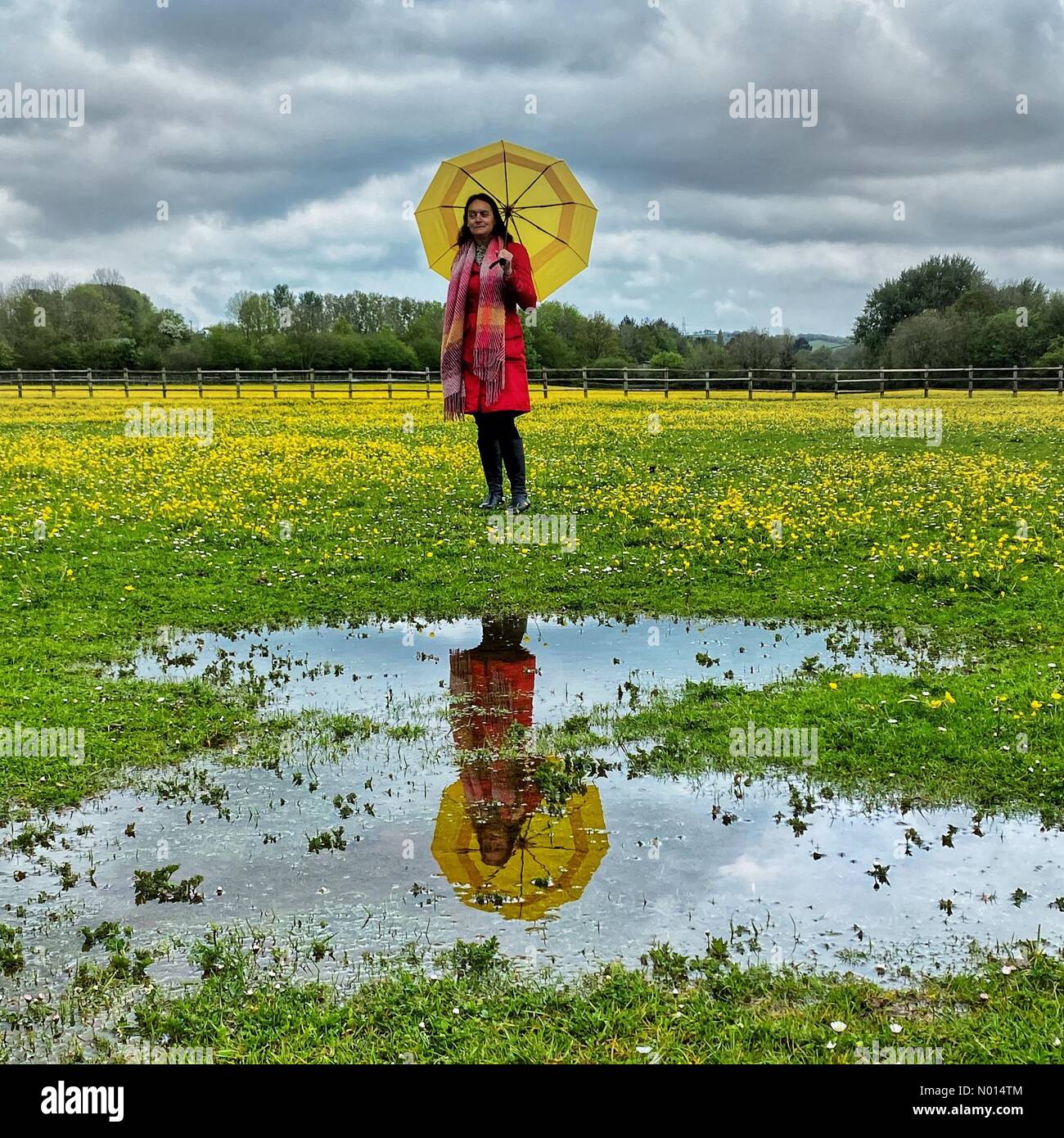 Alphington, Exeter, Devon, UK. 14th May, 2021. Colourful Raich Keene in blooming buttercups under grey clouds in Alphington. Credit: nidpor: Alamy Live News Stock Photo