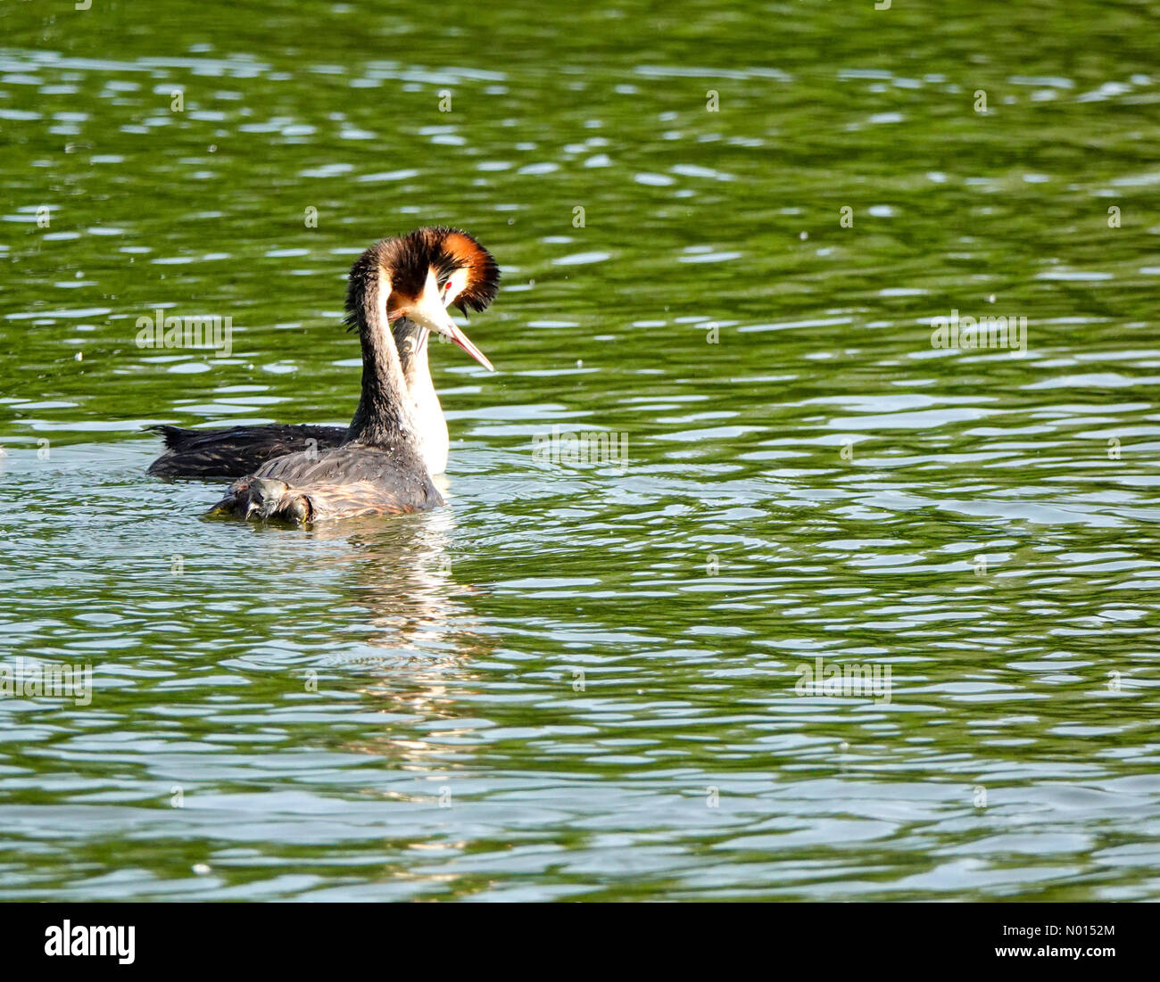 Godalming, Surrey. 12th June 2021. UK Weather: Sunny intervals in Godalming. Broadwater Lake, Godalming. 12th June 2021. Sunny intervals across the Home Counties this morning. A pair of great crested grebes in Godalming in Surrey. Credit: jamesjagger/StockimoNews/Alamy Live News Credit: jamesjagger / StockimoNews/Alamy Live News Stock Photo