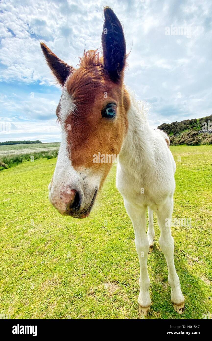 Dartmoor, Devon. 17th June 2021. New young blue-eyed foal on Dartmoor, Devon, UK. 17th June, 2021. Credit: nidpor/Alamy live news Credit: nidpor/StockimoNews/Alamy Live News Stock Photo