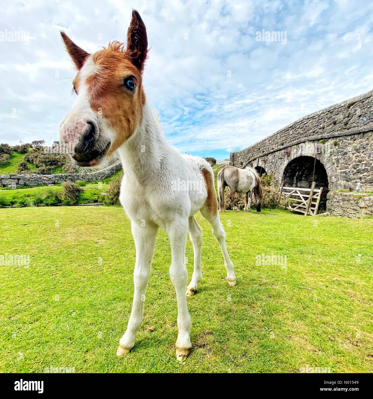 Dartmoor, Devon. 17th June 2021. New born blue-eyed foal on Dartmoor, Devon, UK. 17th June, 2021. Credit: nidpor/Alamy live news Credit: nidpor/StockimoNews/Alamy Live News Stock Photo