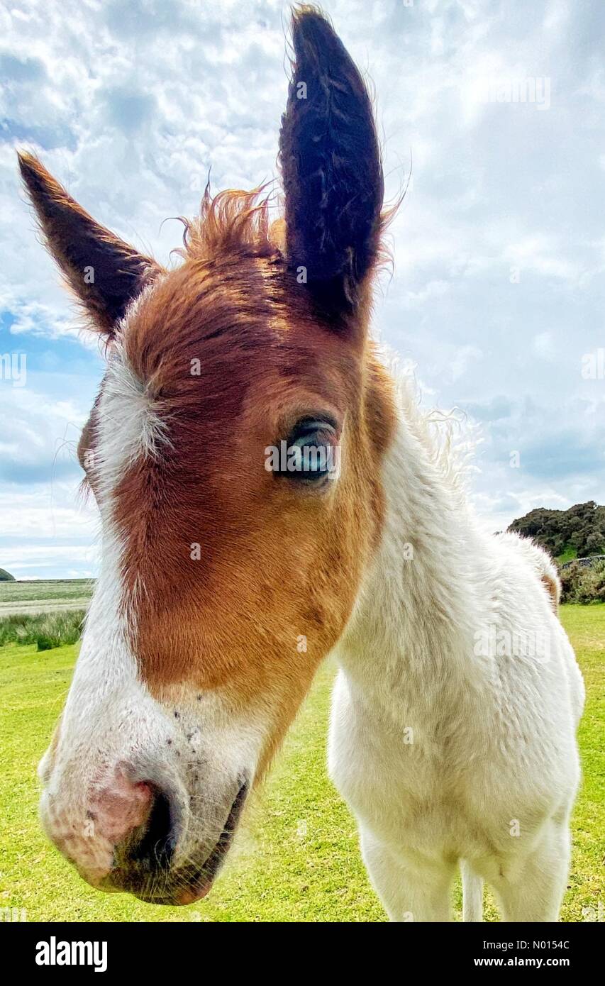 Dartmoor, Devon. 17th June 2021. New born blue-eyed foal on Dartmoor, Devon, UK. 17th June, 2021. Credit: nidpor/Alamy live news Credit: nidpor/StockimoNews/Alamy Live News Stock Photo