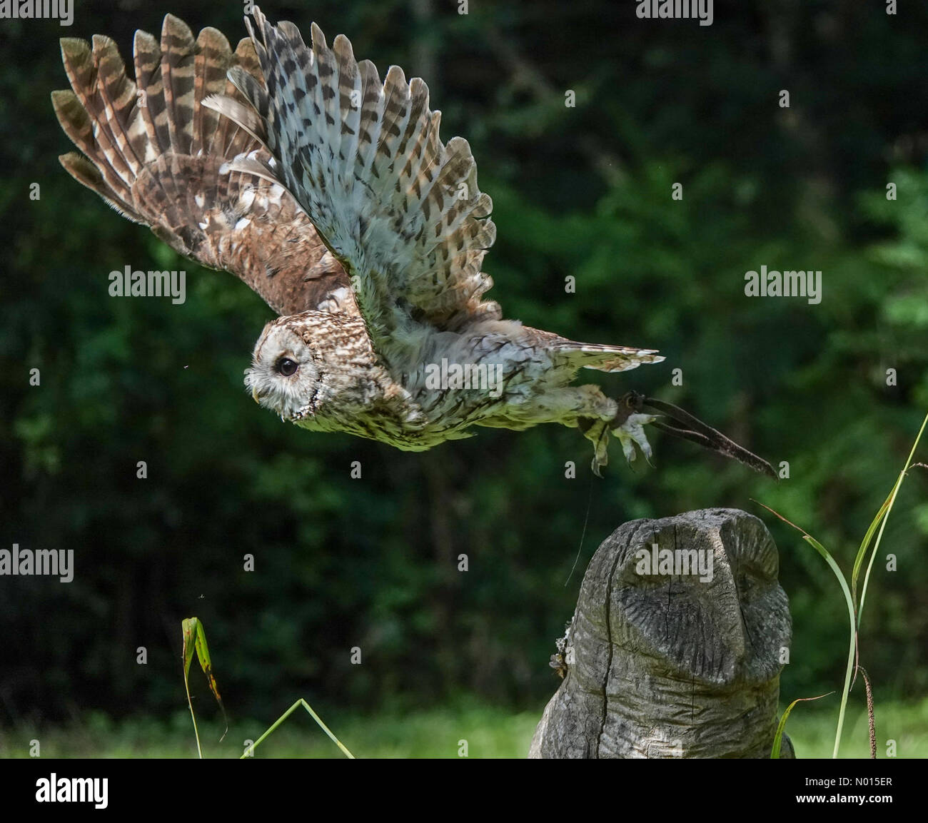 Kent, UK. 07th Aug, 2021. UK Weather: Sunny intervals in Kent. Wildwood Trust, Herne. 07th August 2021. Sunny intervals between the showers across Kent. A short eared owl in flight at Wildwood near Canterbury in Kent. Credit: jamesjagger/StockimoNews/Alamy Live News Credit: jamesjagger / StockimoNews/Alamy Live News Stock Photo