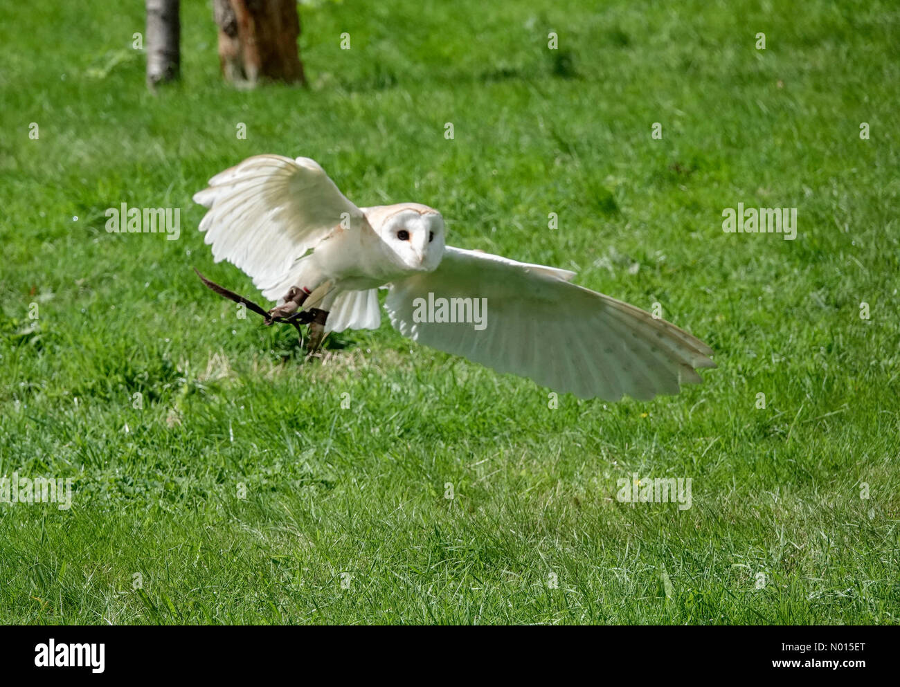 UK Weather: Sunny intervals in Kent. Wildwood Trust, Herne. 07th August 2021. Sunny intervals between the showers across Kent. A barn owl in flight at Wildwood near Canterbury in Kent. Credit: jamesjagger/StockimoNews/Alamy Live News Stock Photo