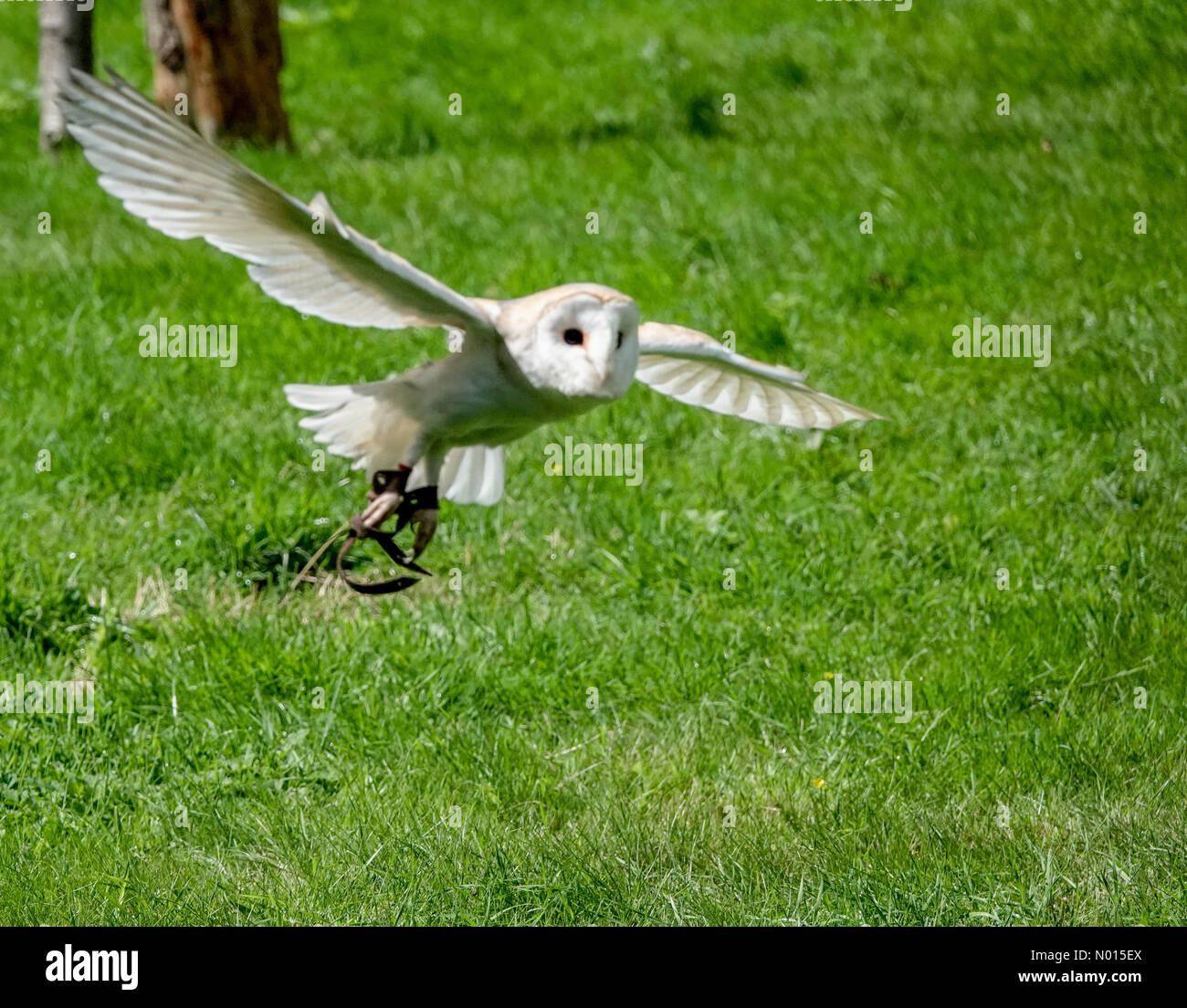 UK Weather: Sunny intervals in Kent. Wildwood Trust, Herne. 07th August 2021. Sunny intervals between the showers across Kent. A barn owl in flight at Wildwood near Canterbury in Kent. Credit: jamesjagger/StockimoNews/Alamy Live News Stock Photo