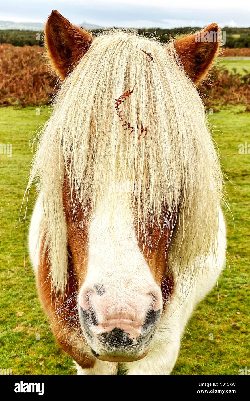 Long fringed Dartmoor pony near Tavistock, Devon, UK. 5th November, 2021. Credit Nidpor/Alamy Live News Credit: nidpor/StockimoNews/Alamy Live News Stock Photo