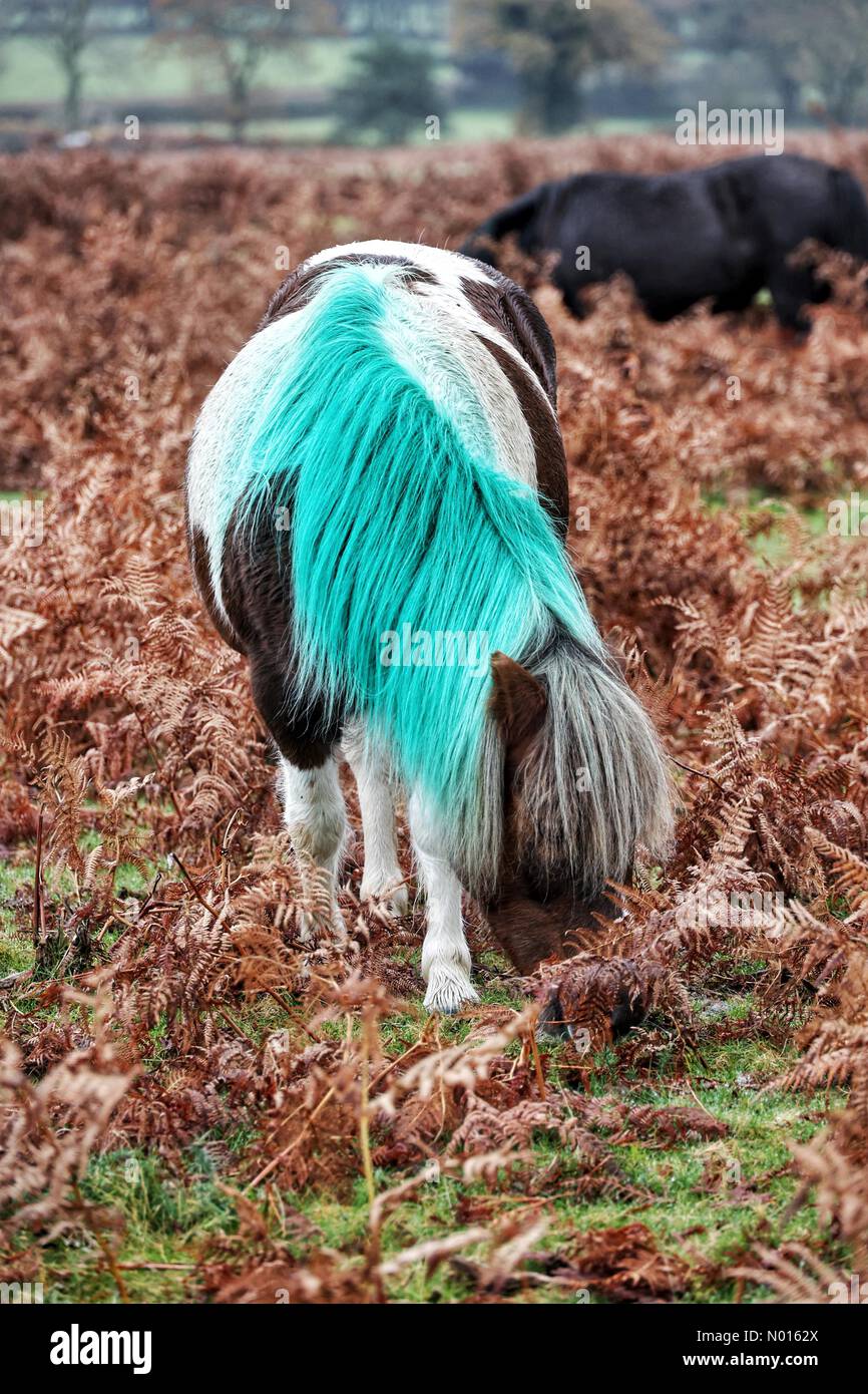 Dartmoor Punk pony. Dartmoor ponies have had their manes dyed bright green as part of a mare contraceptive scheme. Dartmoor, Devon, UK. 16th November, 2021. Credit nidpor/ Alamy Live News Credit: nidpor/StockimoNews/Alamy Live News Stock Photo