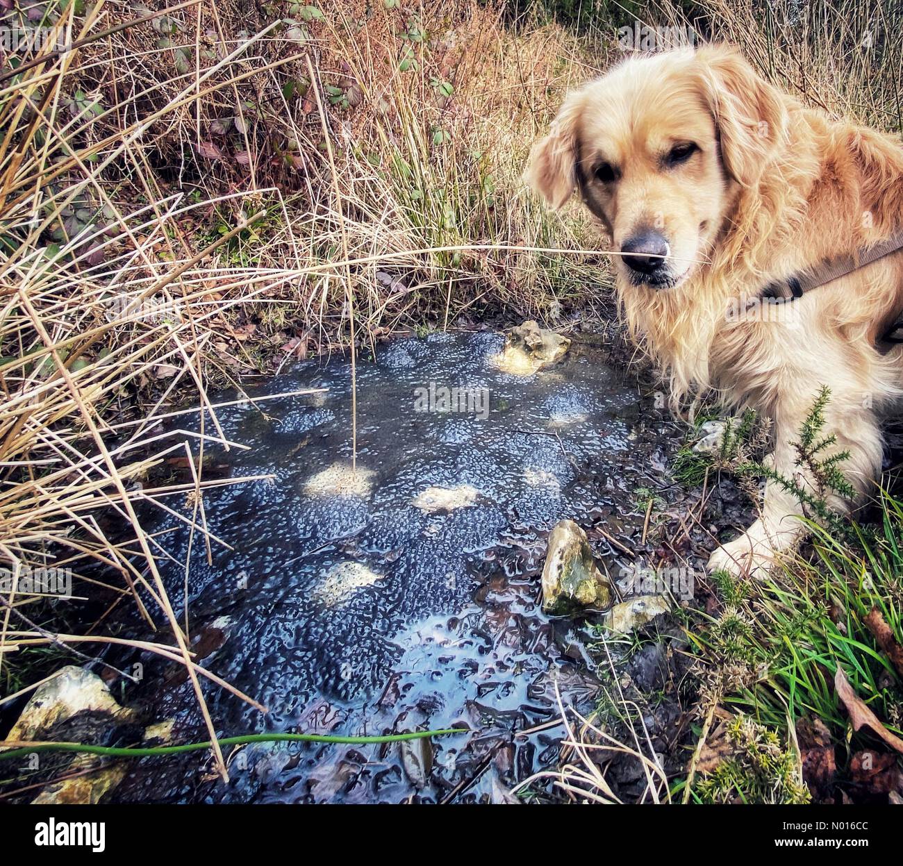 Toadspawn uk hi-res stock photography and images - Alamy