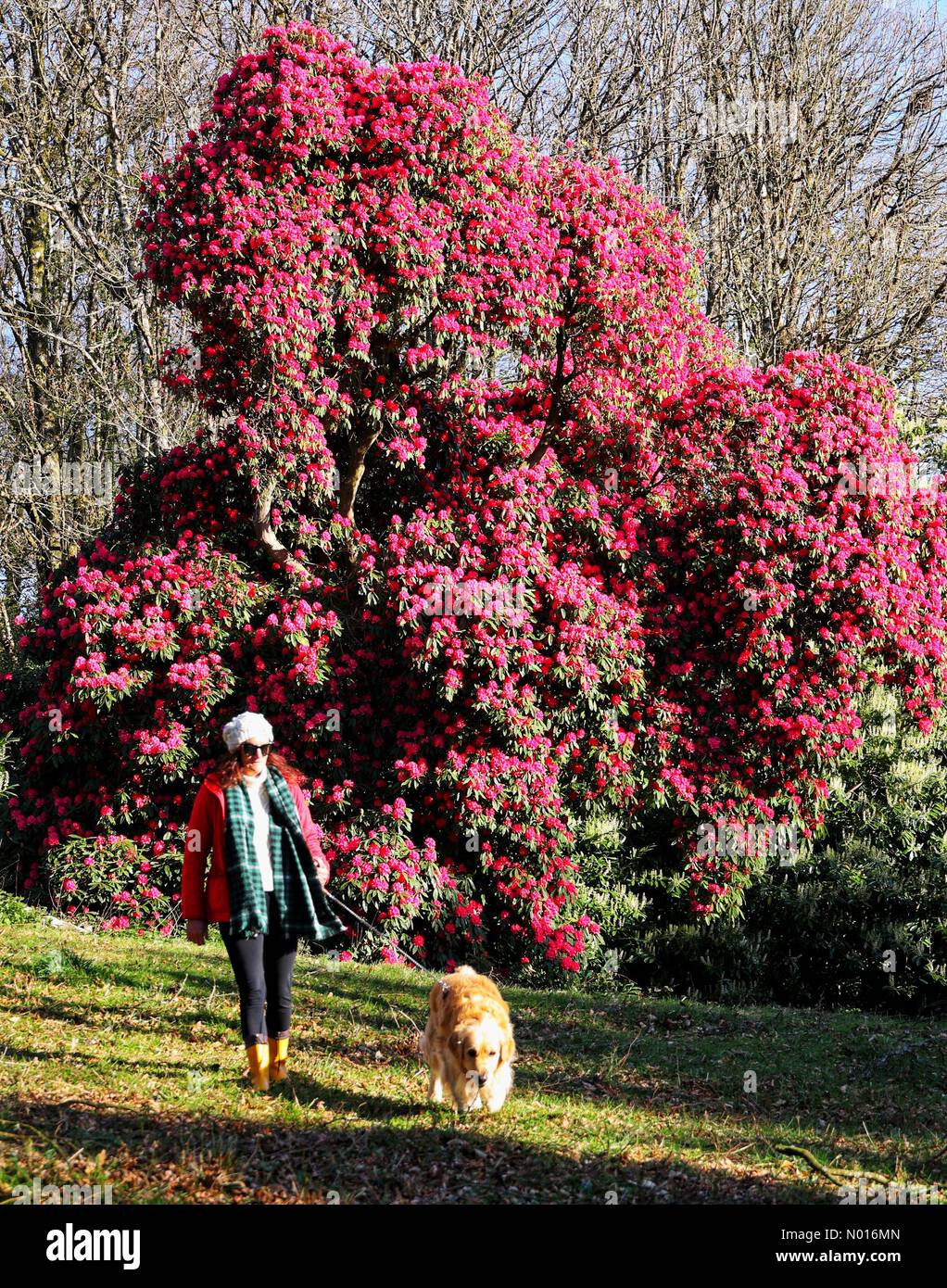 Hughe Rhododendron UK Weather: Huge rhododendron blooms in sunshine at Haldon Forest near ...