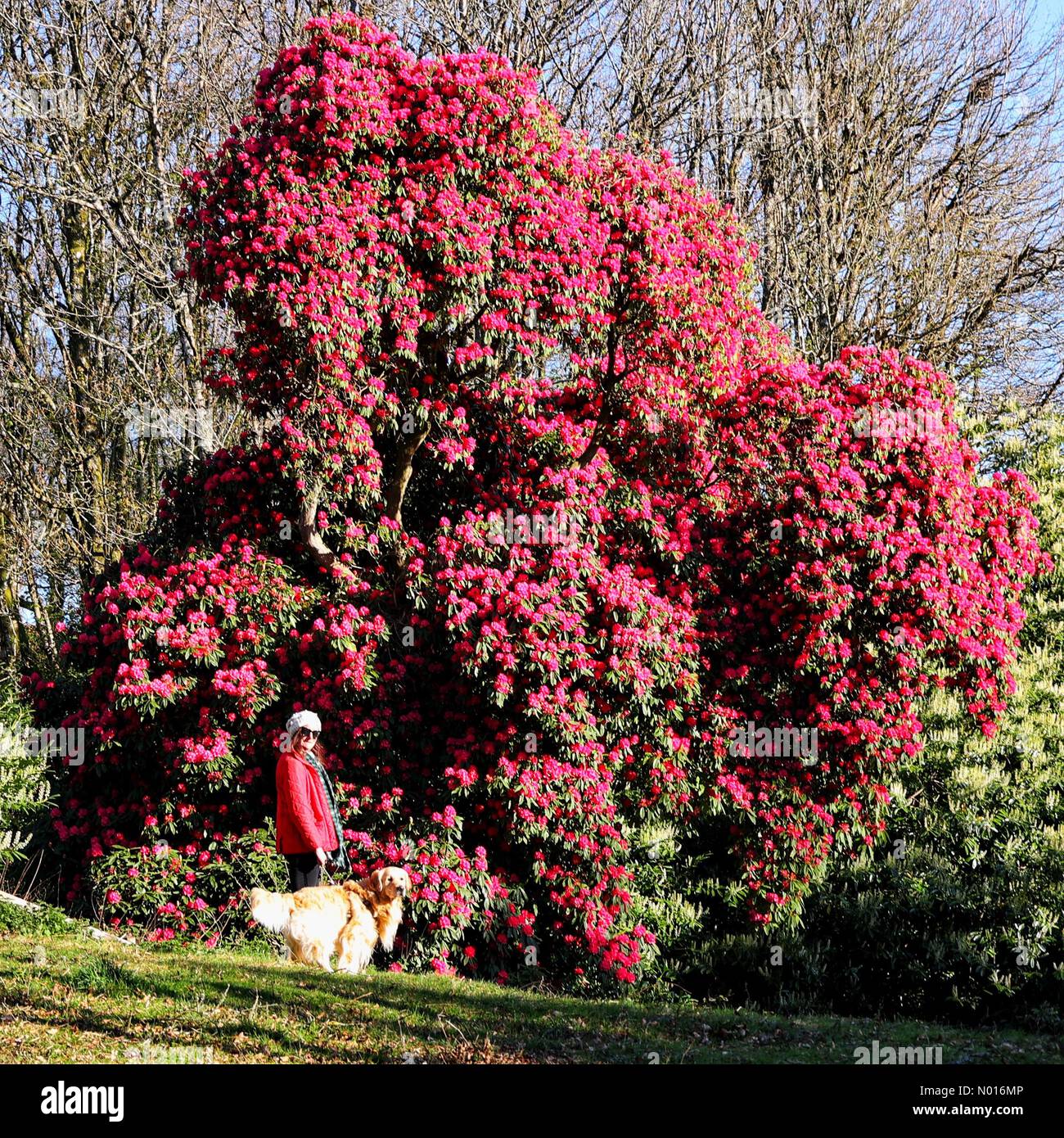 Hughe Rhododendron UK Weather: Huge rhododendron blooms in sunshine at Haldon Forest near ...