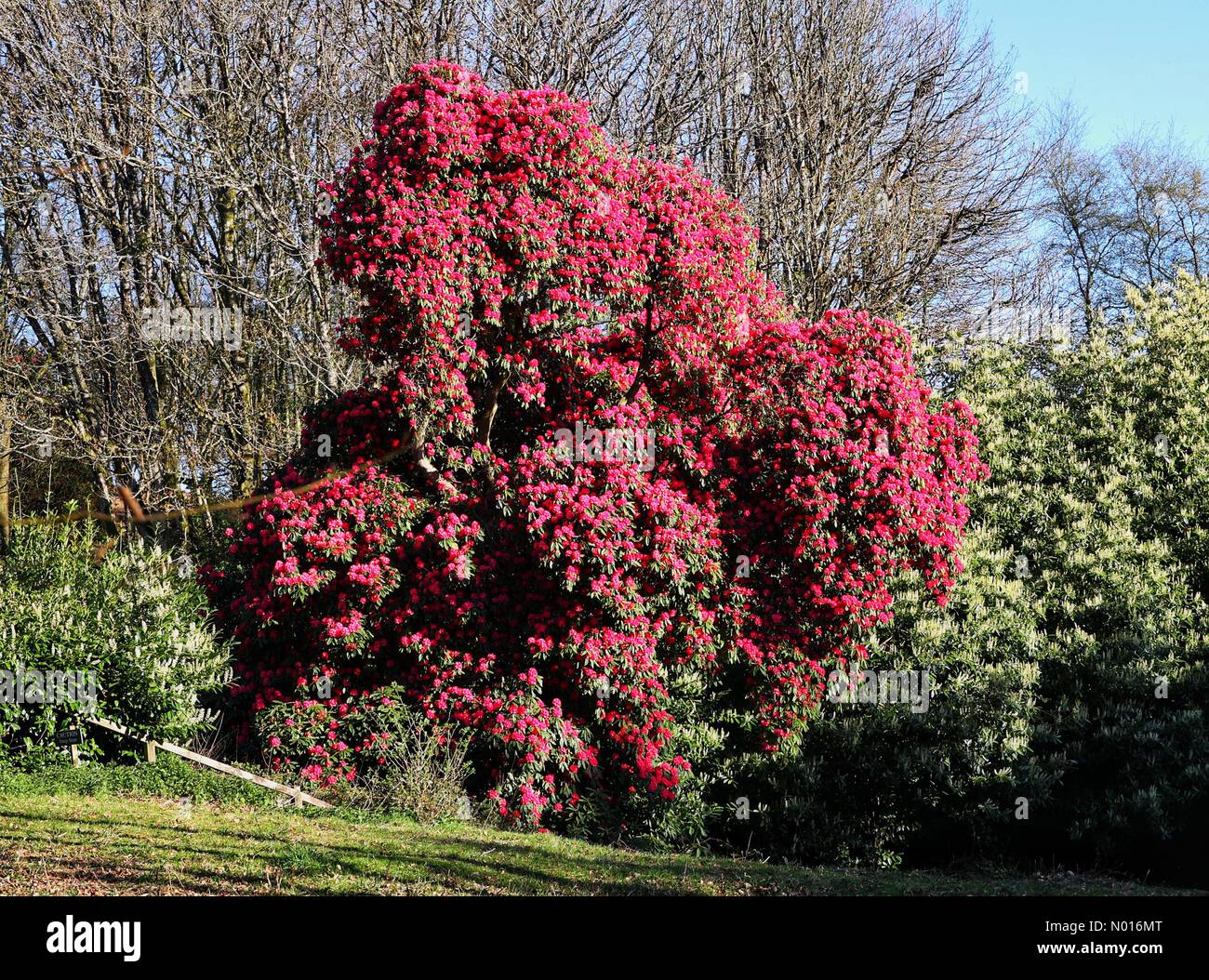 Hughe Rhododendron UK Weather: Huge rhododendron blooms in sunshine at Haldon Forest near ...