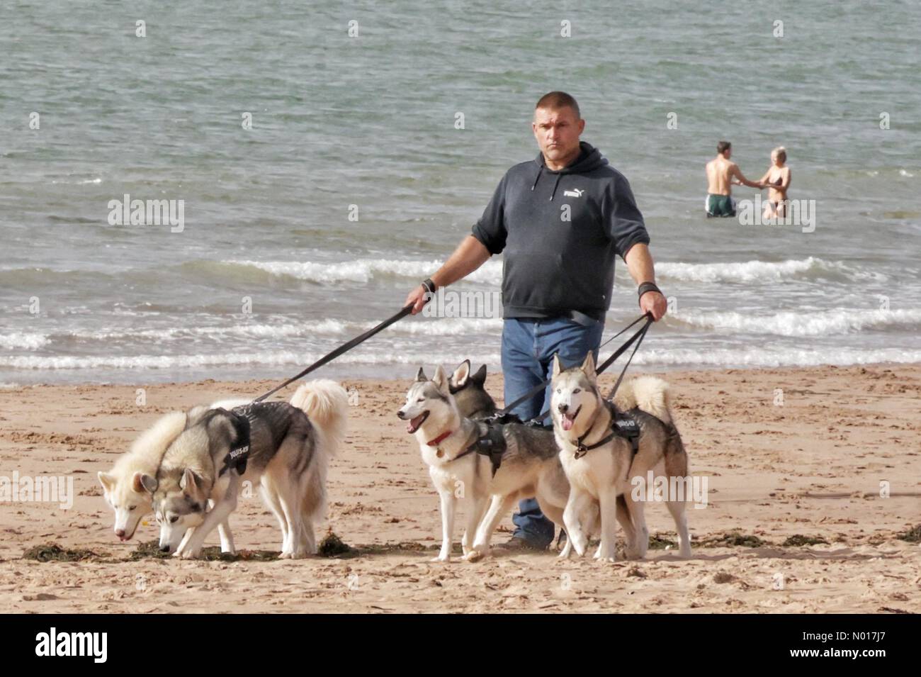 UK Weather Dog walker with huskies on mild and warm Exmouth beach in