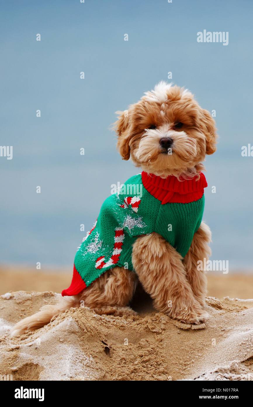 Cockapoo dressed up sale