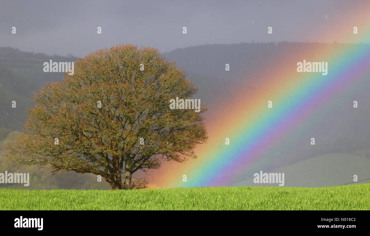 UK Weather: Colourful Rainbow and oak tree in changeable conditions for Coronation weekend at Dunsford in Devon, UK. 5 May, 2023. Credit nidpor/ Alamy Live News Credit: nidpor/StockimoNews/Alamy Live News Stock Photo