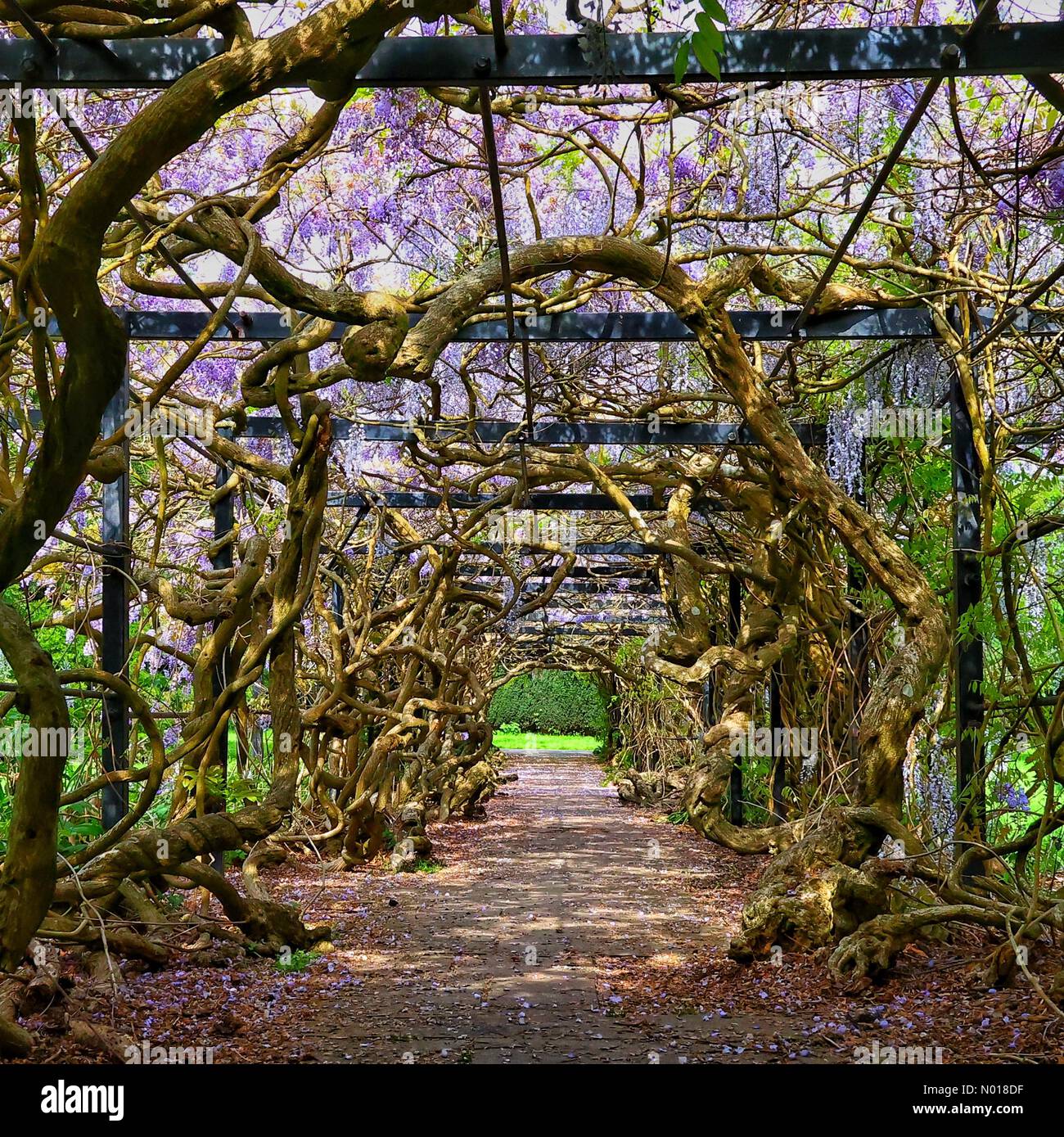 Spring In Exeter UK weather: Spring sunshine pokes through a gnarled wisteria tunnel in ...
